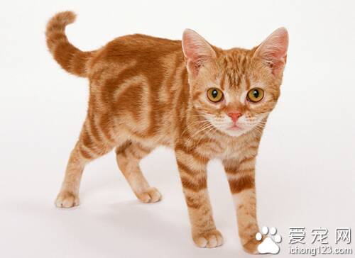 小猫的资料 饲养小猫时要格外注意饮食