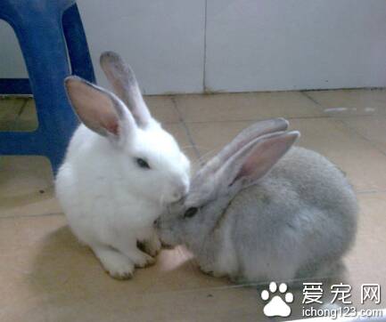 兔子能吃香蕉皮吗 兔子的肠胃很娇弱