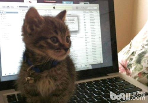 猫咪喜欢爬键盘怎么办？