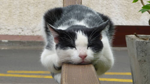 猫一天睡多长时间 猫咪普遍比较贪睡