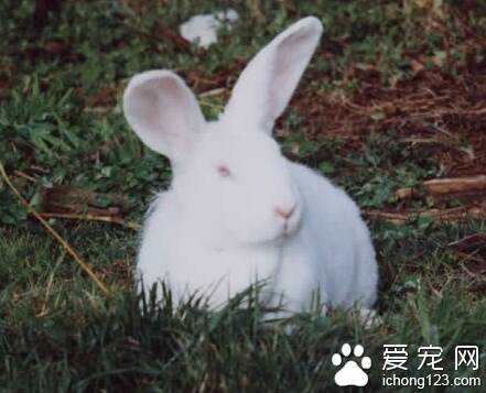 兔子吃的食物 干草提供最重要的粗纤维