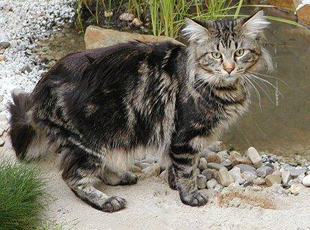 一个月的猫吃什么 是否开始断奶