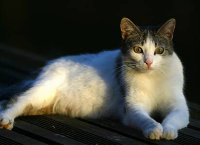 猫多大能做绝育 猫咪生理发育成熟后