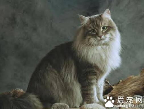 西伯利亚猫怎么养  要多了解它的生活习性