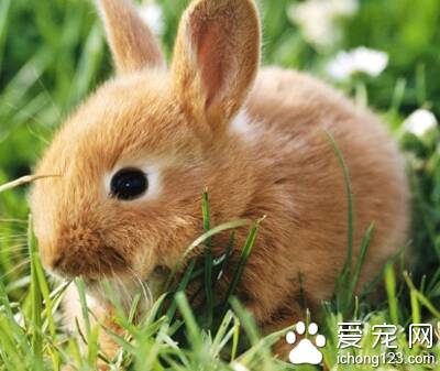 兔子吃什么干草  饮食调节从小做起