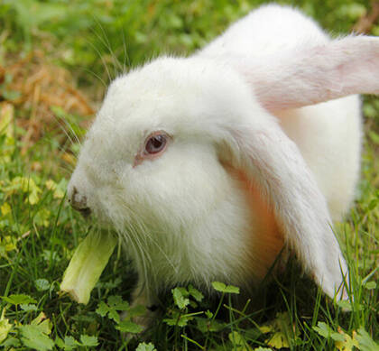 幼兔子怎么养 兔粮请务必有限量供应