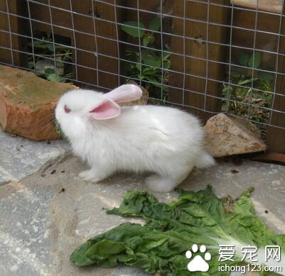 兔子可以吃米饭吗 吃多了会消化不良