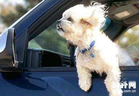 怎么预防狗狗在乘车时出现的各种问题？