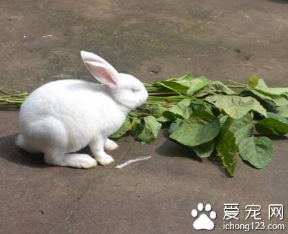兔子最喜欢吃什么草 根据生长情况调整