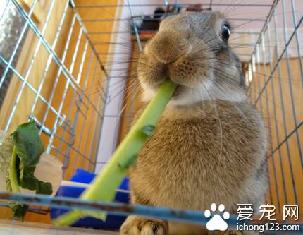 兔子吃布 会妨碍蠕动或阻塞肠道