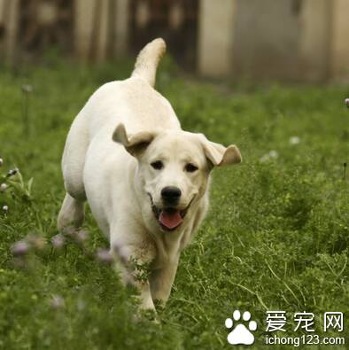 狗狗哮喘怎么办 治疗后不宜剧烈运动