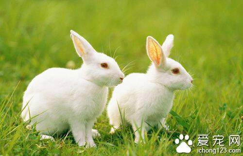 兔子吃什么长得快  食物应该营养丰富均衡