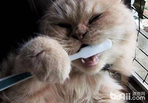 给猫咪刷牙的方法及用具须知