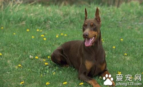 德国杜宾犬怎么养  杜宾犬喜欢吃一些肉食
