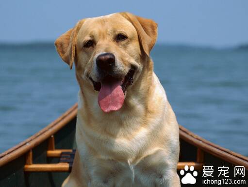 拉布拉多犬介绍   带大家了解拉布拉多犬