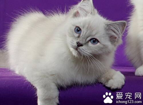 布娃娃猫怎么养 教你正确的饲养布娃娃猫