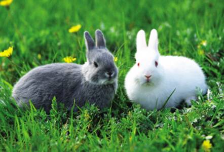 小兔子吃什么草 苜蓿具有高钙高蛋白质