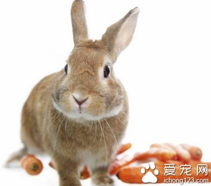 兔子吃什么树叶 树叶也可以作为饲料