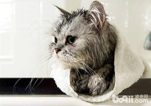 一种猫咪免水干洗的方法