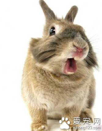 兔子吃什么会死 禁食刺激性强的东西