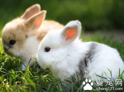 一个月的兔子吃什么 食物不宜太过复杂