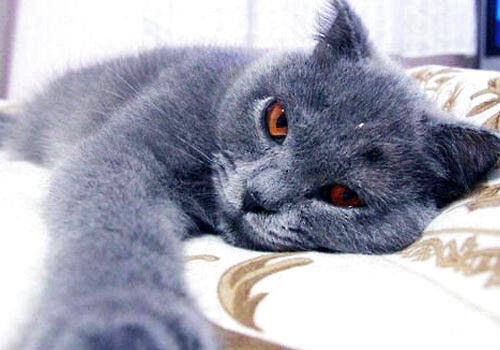 俄罗斯：战斗民族拥有怎样的猫咪？