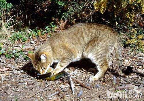 影响澳洲生态多样性的居然是野猫？