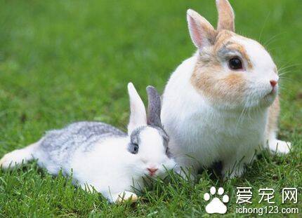 兔子喜欢吃 需要摄取大量植物纤维