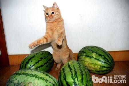 猫可以吃西瓜吗？猫吃西瓜