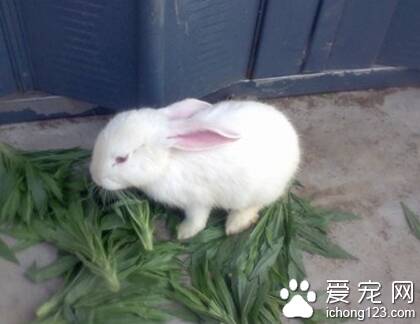 兔子吃卫生纸 兔子肠胃不能消化纸
