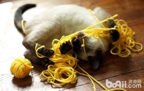 猫为什么爱玩毛线球？猫爱玩毛线球的原因有哪些？