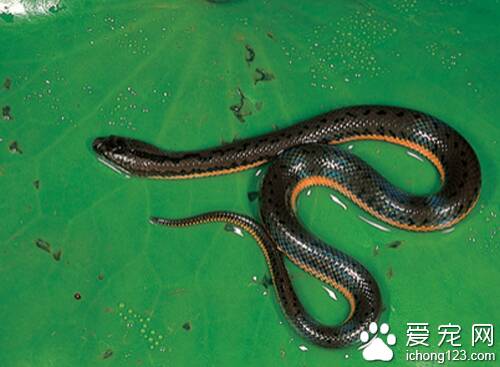 中华水蛇怎么养殖  水蛇具有很强的适应力