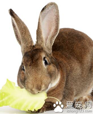 兔子都能吃什么 年龄或状况喂食量