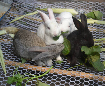 怎么喂养兔子 注意草上不能有水