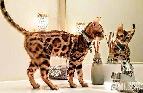 野生豹猫能在家里养吗？