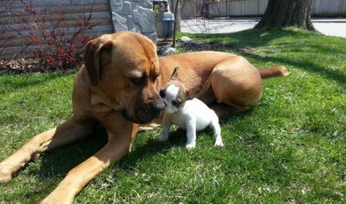 斗牛犬打架  斗牛犬拥有很强的撕咬能力