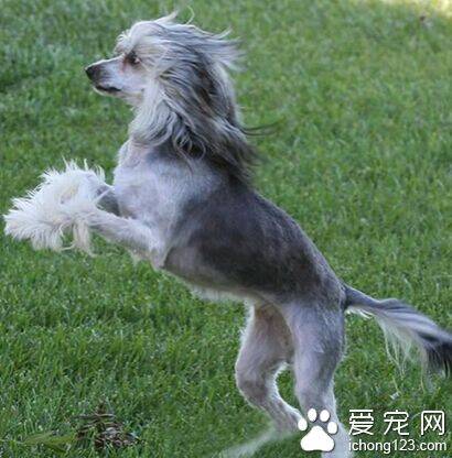 冠毛犬掉毛吗 每天给狗狗梳毛