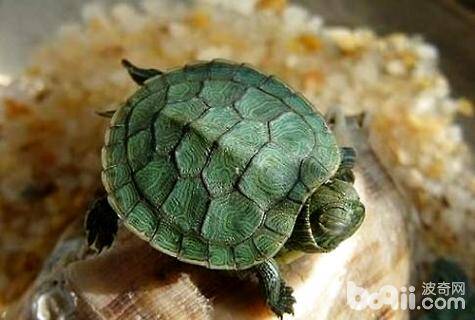 巴西龟能长多大？巴西龟吃什么？