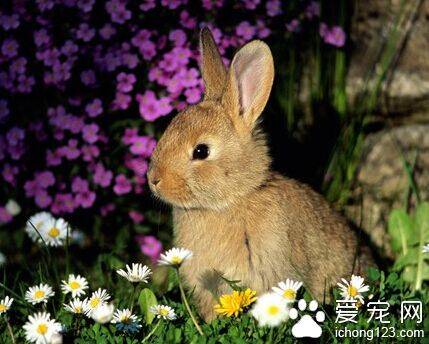 兔子可以吃什么草 牧草是必不可少的主食