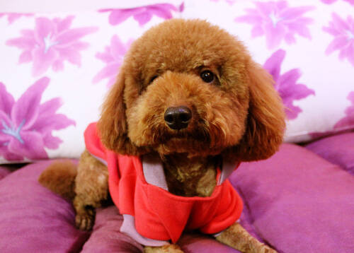 泰迪狗一天几个鸡蛋黄 蛋黄促进其生长发育