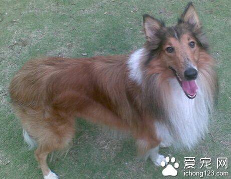 苏格兰牧羊犬怎么养 保持其身体干净清爽