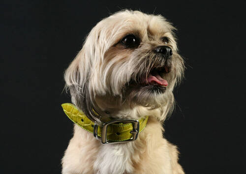 狗狗生理期怎么照顾 主人应该学习