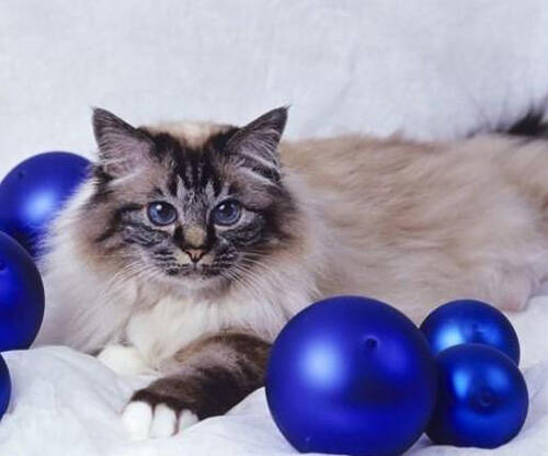 幼猫拉肚子吃什么药 什么原因导致拉肚子