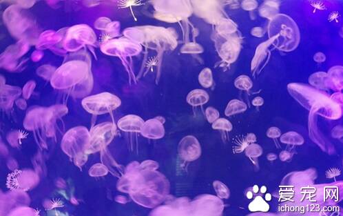 水母的资料  水母喜欢吃浮游生物和小虫