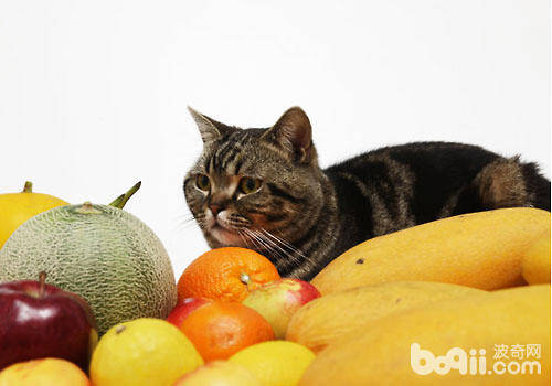 猫咪能吃哪些水果？