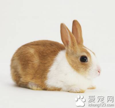 兔子不喜欢吃什么 禁食刺激性强的蔬菜