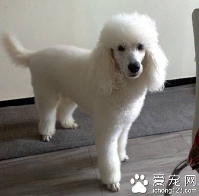 迷你贵宾犬怎么养 是容易饲养的宠物犬