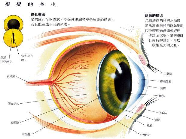 猫咪眼中的世界是绿色的 你知道吗