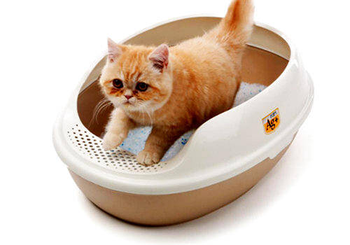 减少猫厕所臭味的小妙招