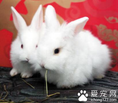 母兔子吃小兔子 给母兔补充全面的营养